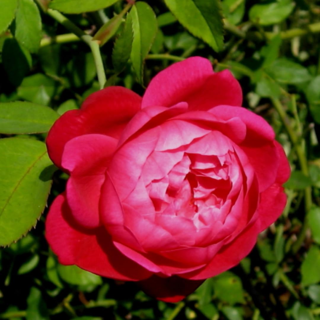 Rose Bushes Ready to Plant Outdoor, Bareroot 5-9 Inch Tall, Fragrant Rose Flower (Double Red Rose)