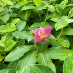 African Princess Ginger Plant Live for Planting 4 to 8 Inch Tall, Pink Ginger Flowers to Grow
