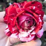 Rose Plant Live, Rose Bush Live Plant, Fragrant Flowers Ready to Plant, 5-9 Inch Height, Well-Rooted, No Pot (Stripe Red White Rose)