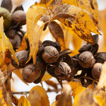 Set 2 Pecan Nut Trees Live Plants, Pecan Bare Roots for Planting 12 to 16 Inch Tall, Winter Dormant