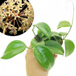 Green Hoya Quinquenervia Live Plant 3-7 Inch Tall, Five Veined Hoya Plant for Planting Indoor Outdoor, Houseplant for Decoration