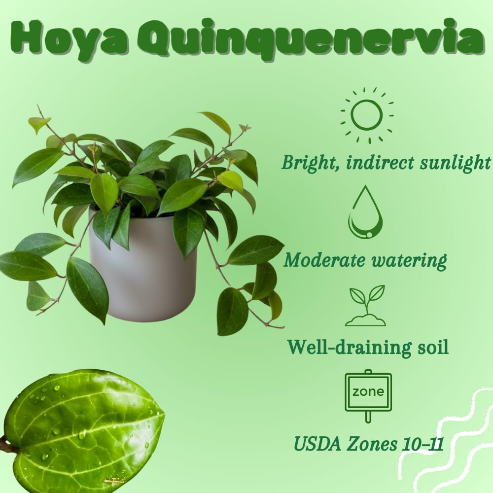Hoya Quinquenervia Plant Live, Hoya Indoor Plant, Green Foliage, 4-6 inches Tall for Indoor Houseplant
