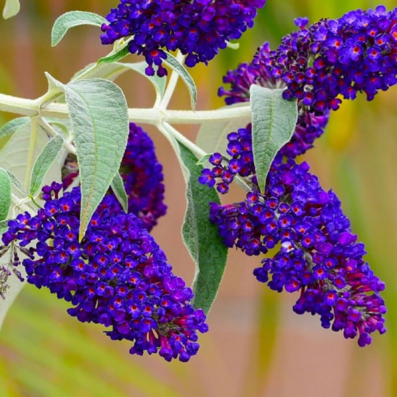 Butterfly Bush Buddleia Butterfly Plant Live, 4-9" Tall Well-Rooted for Outdoor Gardens, Perennial Shrub, No Pot
