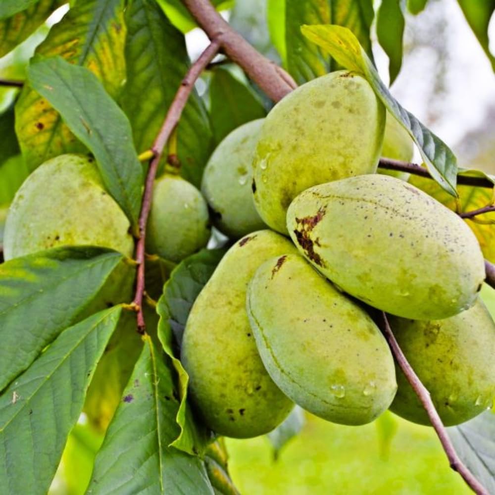Pawpaw Trees Live Plants, 6-12" Paw Paw Seedling Plants, 1 Year Old Well Rooted, Common Pawpaw Asimina Triloba
