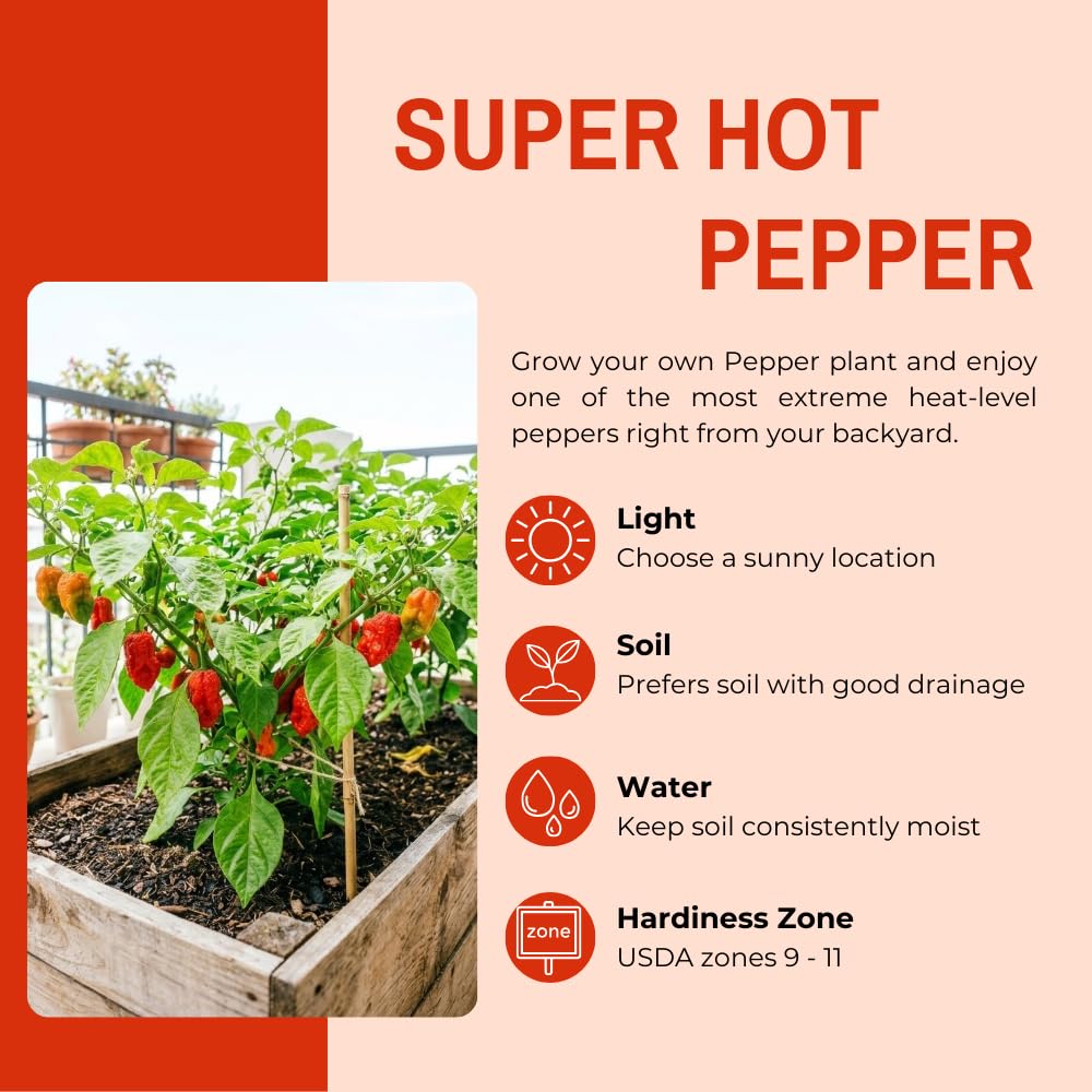 Hot Pepper Plant, Pepper Plant Live for Planting, 4 Inc Pot, 4-6 Inc Pot, Chili Pepper Plant, High Yield Pepper Seedling for Home and Garden Growing, 2 Plants in Pot