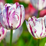 10 Tulip Bulbs for Spring Planting, Mix Rembrandt Large Tulip Bulbs for Fall Planting, Flower Bulbs