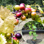 Bronze Grape Vines Live Plants for Planting, 5-10" Grape Tree for Outdoor Garden, Dormant in Winter, Cold Hardy, Sweet Flavor