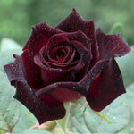 Black Red Velvet Climbing Rose Live Plant, 6 Months Old Starter, Fragrant Purple Climbing Roses for Planting Outdoor, No Pot