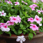 2 Pink Vinca Plants Live Ground Cover, 3-6" Tall Trailing Vinca Flowers for Garden Beds, Pots, Outdoor Landscaping, in Pot