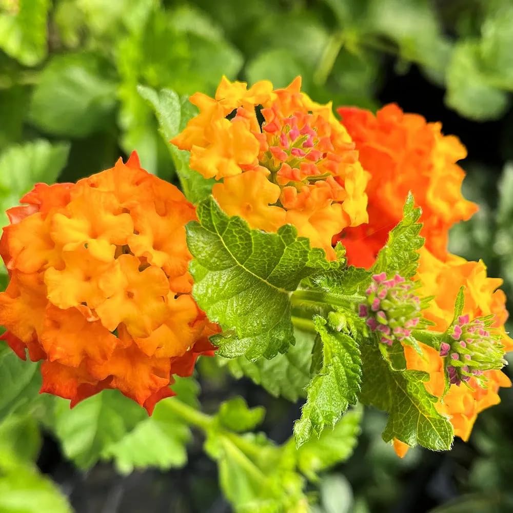 Set 4 Trailing Lantana Plants Live for Planting, Fragrant Lantana Live Plant to Grow Indoor Outdoor, Lantana Flowers Perennial, 4-8" Tall (Orange Lantana)