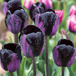 25 Tulip Bulbs for Planting, Easy-Grow Spring Flowers, Assorted Perennial Tulip Bulbs, Bulb Size 11/12 cm, Gardens, Containers, Flowerbeds Planting (Black Tulip)
