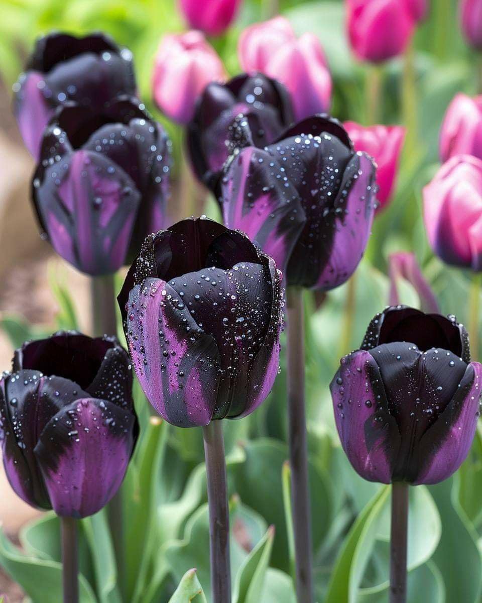 25 Tulip Bulbs for Planting, Easy-Grow Spring Flowers, Assorted Perennial Tulip Bulbs, Bulb Size 11/12 cm, Gardens, Containers, Flowerbeds Planting (Black Tulip)