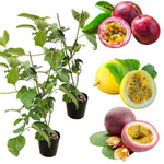 Pack 2 Mixed Passion Fruit Vine Plant Live, Perennial Tropical Fruit Tree for Garden or Trellis, 5-10 Inches Tall
