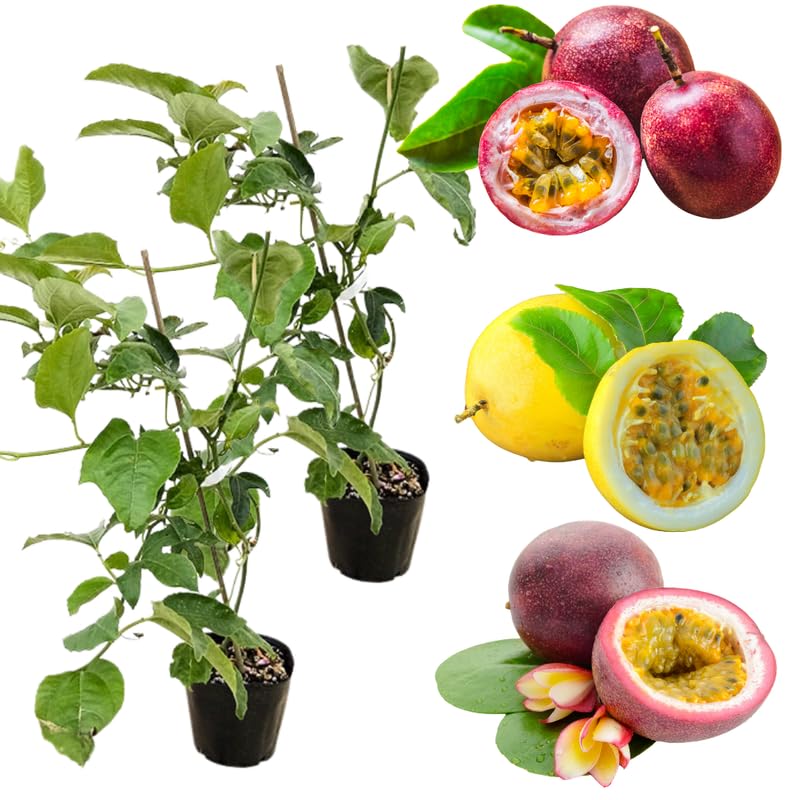 Pack 2 Mixed Passion Fruit Vine Plant Live, Perennial Tropical Fruit Tree for Garden or Trellis, 5-10 Inches Tall