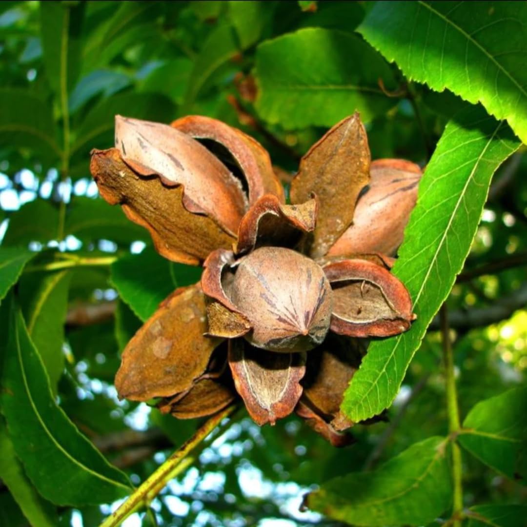 5 Pecan Trees Live Plants Seedlings, 12-18 Inches Tall Bare Roots Trees Live Plants, Dormant Nuts Tree for Spring Planting, Hardy Pecan Nut
