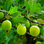 Gooseberry Plant Live for Planting, Gooseberry Bushes Live Plant, 5 to 10 Inc Tall (Green)
