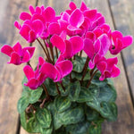 Cyclamen Plant Live in 4'' Pot, Vibrant Indoor Flowering Plants for Planting, Blooms Already, Indoor Outdoor Decoration (Pink Cyclamen)
