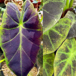 Combo 3 Dark Leaf Colocasia Live Plants, Elephant Ear Esculenta Taro, 5 to 8" in Tall, Alocasia Live Plant for Planting, Live Houseplant Colocasia Plant