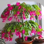 Christmas Cactus Plants Live, Thanksgiving Cactus Easter Cactus Like, 4-8 Inc Tall, Cold Hardy, Holiday Cactus for Indoor Outdoor Planting, Starter Size (Pink)