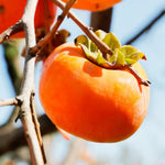 Set 2 Persimmon Tree Seedlings, Dormant Persimmon Bare Roots Ready to Grow, Cold Hardy Persimon 6 to 12 Inch Tall