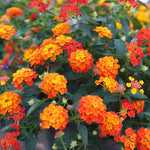 3 Trailing Lantana Plants Live, 5 to 7 Inc Tall, Orange Lantana Live Plants for Planting Outdoors Flower Gardening