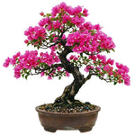 2 Bougainvillea Plants Live, Bougainvillea Live Plant, 4 to 6 Inc Tall, Flower Vine Plant Garden (Pink)