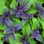 6 Basil Plants, African Blue Basil Live Plants, 3 to 6 Inc Long, Live Basil Plant, Basil Plant Pot, 4''