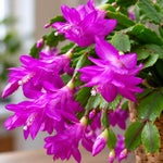 2PPP Purple Christmas Cactus Live Plant, Holiday Flowering, 3 Inches Pot