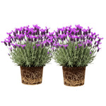 Set 2 Lavender Plants Live, Lavandula Perennial Flower Plants Indoor Outdoor, Well Rooted 4 to 8 Inch Tall to Grow (Spanish Lavender)