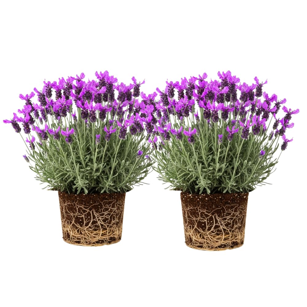 Set 2 Lavender Plants Live, Lavandula Perennial Flower Plants Indoor Outdoor, Well Rooted 4 to 8 Inch Tall to Grow (Spanish Lavender)