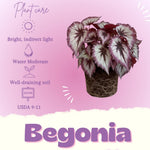 Begonia Live Plant, Begonias Live Plant, Rare Begonias Plants, 5-7 Inches in Height for Indoor Houseplant (Silver Purple Leaves Begonia)