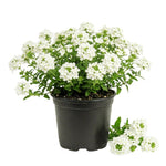 Verbena Plants Live, Verbena Plant from 4-8 Inches Tall, Long Blooming Outdoor Flower Plant for Garden Beds, Hanging Baskets and Containers (White)