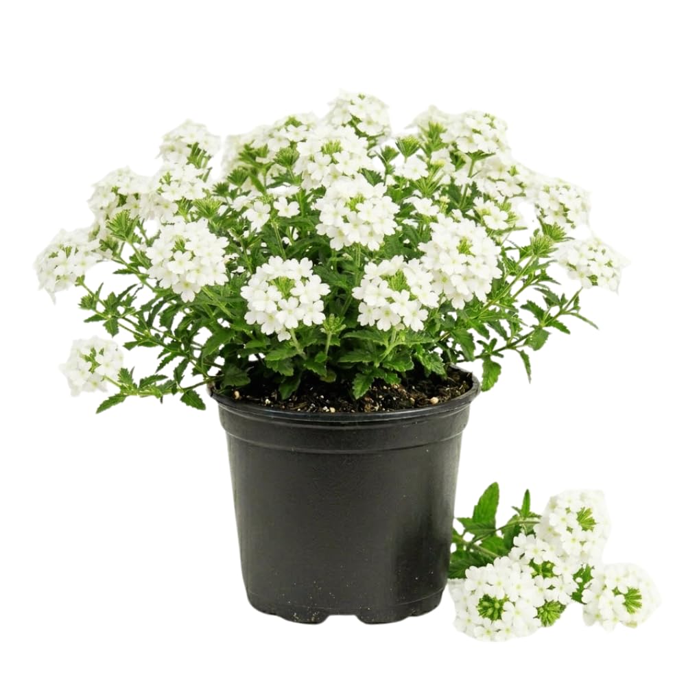 Verbena Plants Live, Verbena Plant from 4-8 Inches Tall, Long Blooming Outdoor Flower Plant for Garden Beds, Hanging Baskets and Containers (White)
