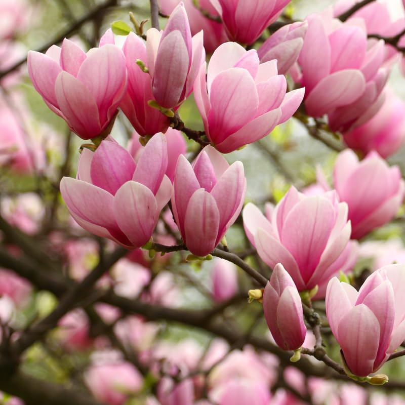 Magnolia Tree Live Plant 4-8 Inches, Pink Blooms Magnolia Bush, Fragrant Magnolia for Growing