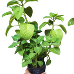 Set 2 Cuban Oregano Plants Live, Live Cuban Oregano Plant Indoor, 3 to 6 Inc Tall, Green Mexican Mint Plants, Spanish Thyme Plant Live