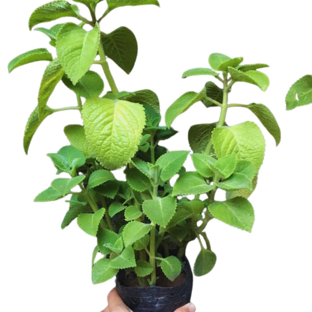 Set 2 Cuban Oregano Plants Live, Live Cuban Oregano Plant Indoor, 3 to 6 Inc Tall, Green Mexican Mint Plants, Spanish Thyme Plant Live