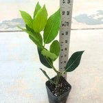 Pack 2 Sweet Bay Laurel Trees, Laurus Nobilis Plants, Bay Leaf Tree Live Plant, 4 to 9 Inches