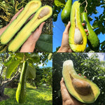24-36 Inc Long Neck Avocado Tree Live Plant, Large Avocados Long Neck Tree Plant, Potted, Grafted Long Neck Avocado Plant Live Tree in Pot, No CA