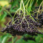 2 American Elderberry Bush Live Plants 6 to 12 Inch Tall, Black Elderberry Plants Live for Planting, Sweet Elderberries Fruit Tree Live Plant