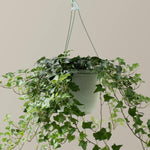 English Ivy Plant, Hardy English Ivy Ground Cover 5-7 Inches Tall