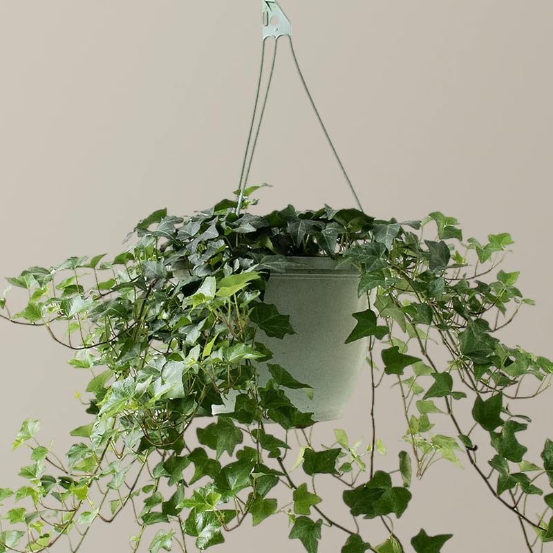English Ivy Plant, Hardy English Ivy Ground Cover 5-7 Inches Tall