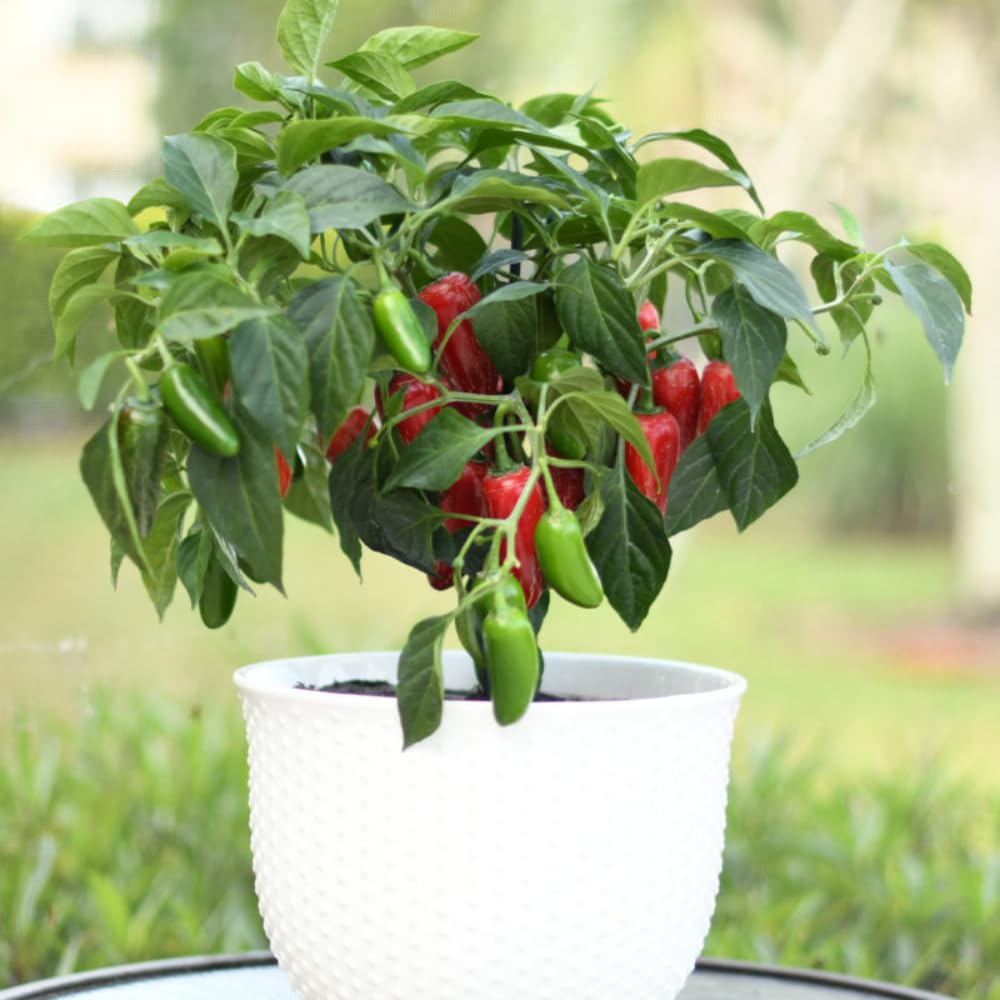 2 Serrano Pepper Live Plants for Planting, 80 Days Old Pepper Plant Well Rooted Seedlings, Hot Peppers Plants for Year Round Harvesting, No CA