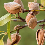 5 Pecan Trees Live Plants, Dormant, Bare Roots, Nuts Tree for Spring Planting, 1-2 Feet Tall, Hardy Pecan Nut Seedlings