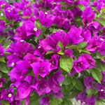 2 Deep Purple Bougainvillea Plants Live, Flowering Bougainvillea Vine for Outdoor Garden or Trellis, 5-9 Inch Tall, Very Hardy