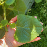 Pack 02 of Cuban Oregano Plants Live, Live Cuban Oregano Plant Indoor, 4 to 6 Inc Tall, Mexican Mint Plant, Spanish Thyme Live, Well Rooted for Gardening