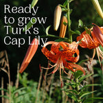 10 Turks Cap Lily Bulbs, Perennial Tiger Lilies Bulbs for Garden Borders, Hardy and Ready to Plant
