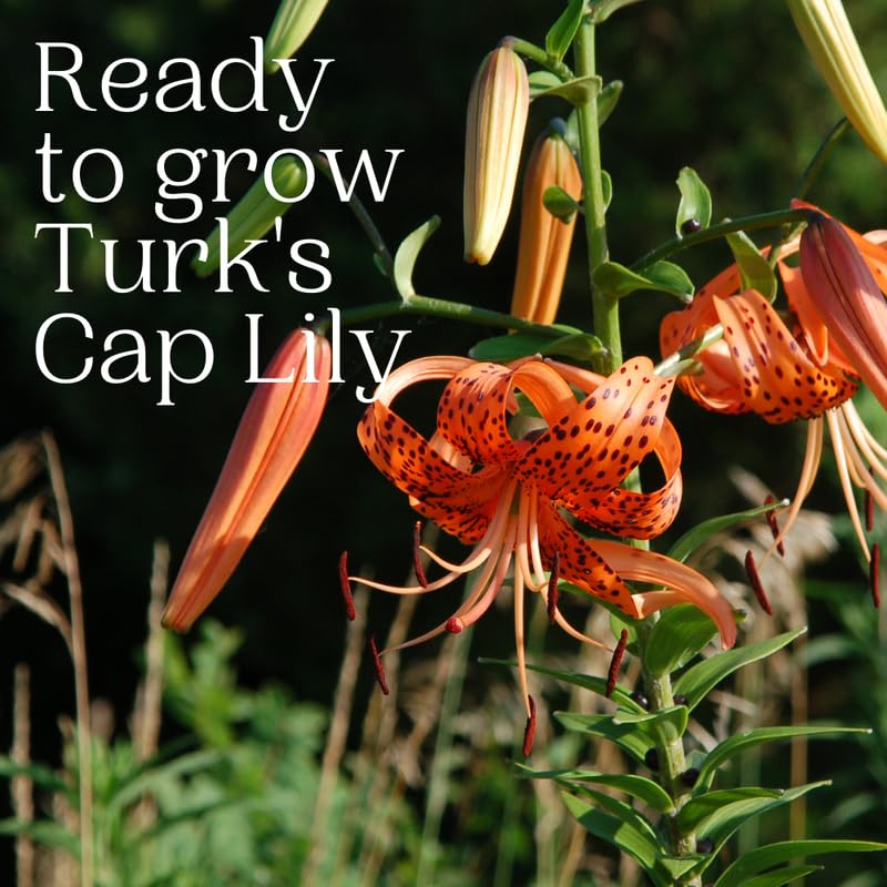 10 Turks Cap Lily Bulbs, Perennial Tiger Lilies Bulbs for Garden Borders, Hardy and Ready to Plant
