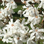 Magnolia Tree, Magnolia Flowering Shrub Bush in 2.5'' Pot, Well Rooted Magnolia to Grow in Container, Garden (Star Magnolia)