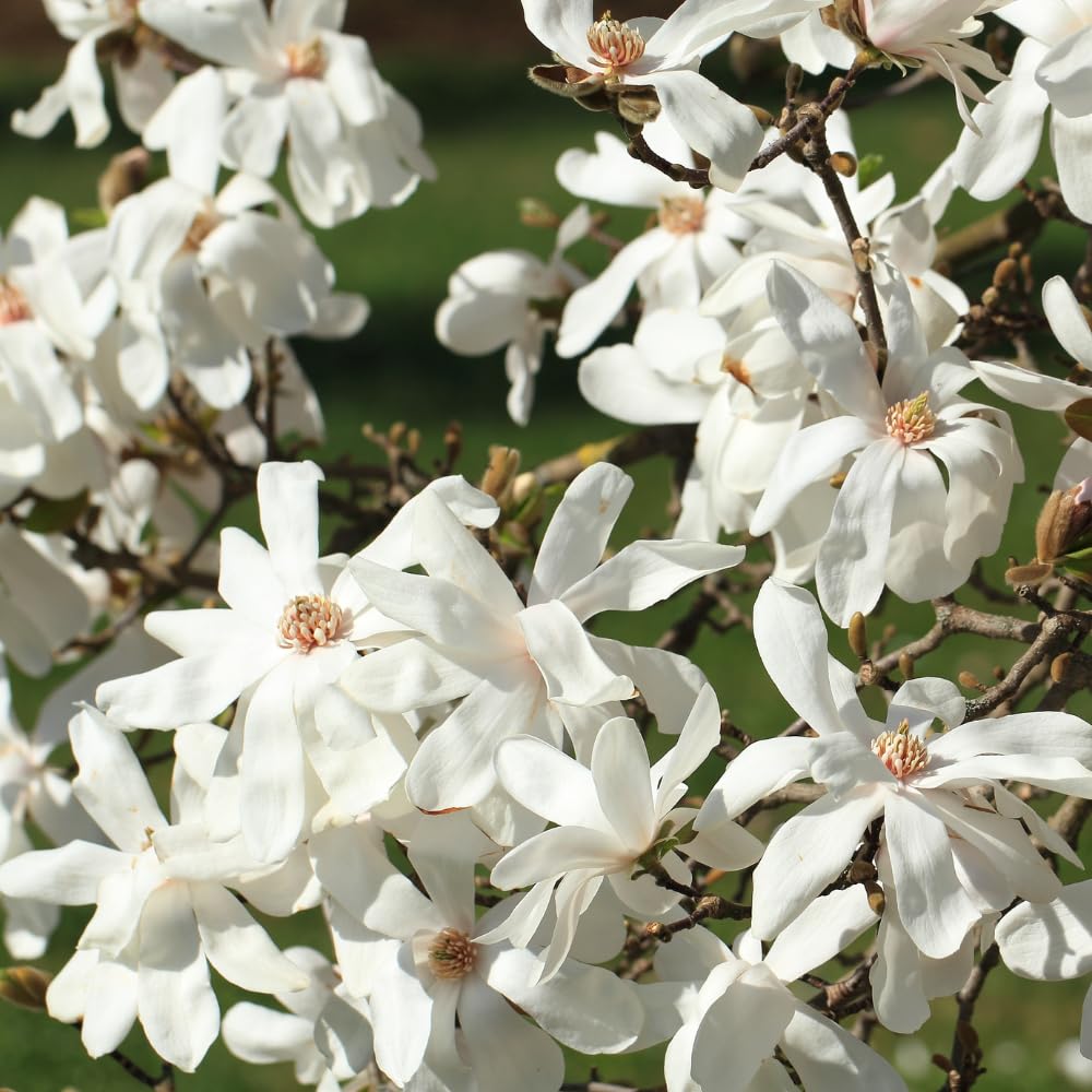Magnolia Tree, Magnolia Flowering Shrub Bush in 2.5'' Pot, Well Rooted Magnolia to Grow in Container, Garden (Star Magnolia)