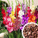 Pack of 30 Ranunculus Flowers Bulbs for Spring Planting, Ranunculus Bulbs for Planting, Spring Blooms Vibrant Perennial Bulbs for Garden Borders